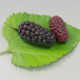 Mulberry 3D model - 3DOcean Item for Sale