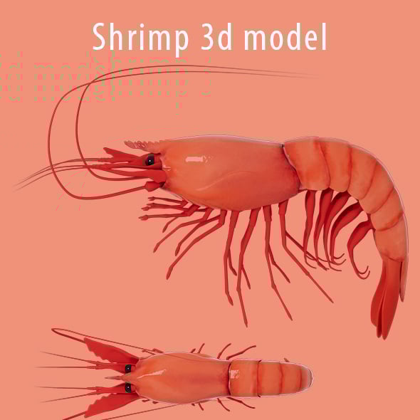 Shrimp 3d Model