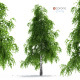 Birch Tree - 3DOcean Item for Sale