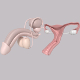 Reproductive System - 3DOcean Item for Sale