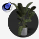 Plant Ravenala Strelitzia - 3DOcean Item for Sale