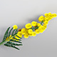 Mimosa - Acacia Dealbata (Silver Wattle) - 3DOcean Item for Sale