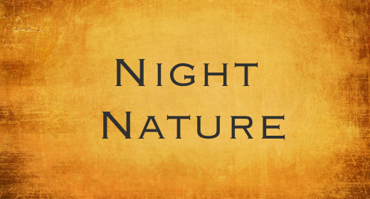 Night Nature