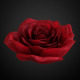 Rose Model - 3DOcean Item for Sale