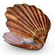 Sea Shell for Element 3D & Cinema 4D - 3DOcean Item for Sale