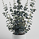 Realistic Eucalyptus Plant & Pot 3D Model - 3DOcean Item for Sale