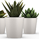 3 Succulent Fejka Plants 3D Models for Element 3D & Cinema 4D - 3DOcean Item for Sale