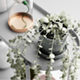 Plant Stand & Decorations 3D Model for Element 3D & Cinema 4D - 3DOcean Item for Sale
