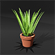Realistic Aloe Vera in a Pot - 3DOcean Item for Sale
