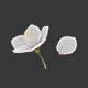 White Sakura Flower - 3DOcean Item for Sale