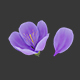 Purple Sakura Flower - 3DOcean Item for Sale