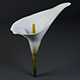 Calla Lily Flower 3d Model - 3DOcean Item for Sale