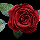 Red Rose 3d Model - 3DOcean Item for Sale
