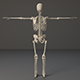 Human Skeleton 3d Model - 3DOcean Item for Sale