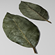 Bay Leaf 3d Model - 3DOcean Item for Sale