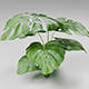 Tropica Monstera Plant 3d Model - 3DOcean Item for Sale