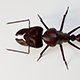 Ant 3d Model - 3DOcean Item for Sale