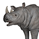 Rhinoceros 3d Model - 3DOcean Item for Sale
