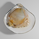 Clam 3d Model - 3DOcean Item for Sale