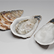Oyster 3d Model - 3DOcean Item for Sale