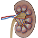 Kidney Anatomy 3d Model - 3DOcean Item for Sale