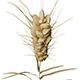 Ear of Wheat - 3DOcean Item for Sale