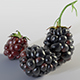 Blackberry - 3DOcean Item for Sale