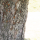 Tree Bark Texture - 3DOcean Item for Sale