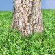 Grassland VRay Render Setup - 3DOcean Item for Sale